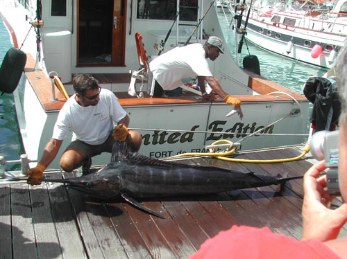 73) marlin