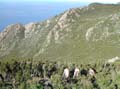 38 capraia VELA TREKKING