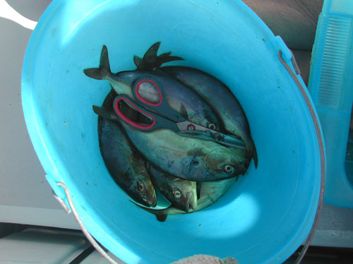 23 dal mare alla barca