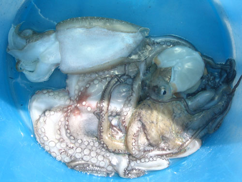 38  dal mare alla barca