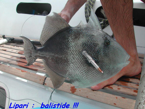 n estate 07