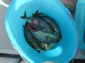 23 dal mare alla barca