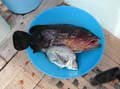 29 dal mare alla barca