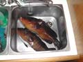 35 dal mare alla barca