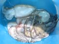 38  dal mare alla barca